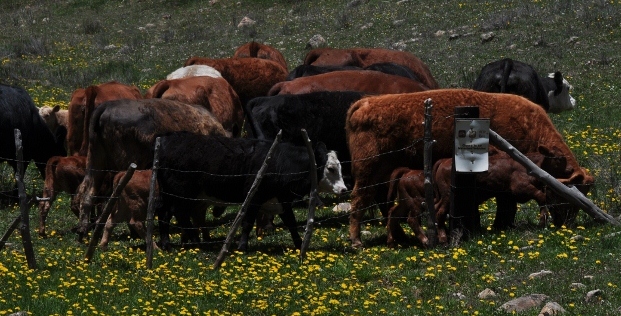 the cows gathered